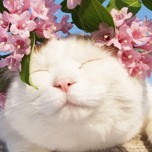 中文字幕一区二区精品人妻
